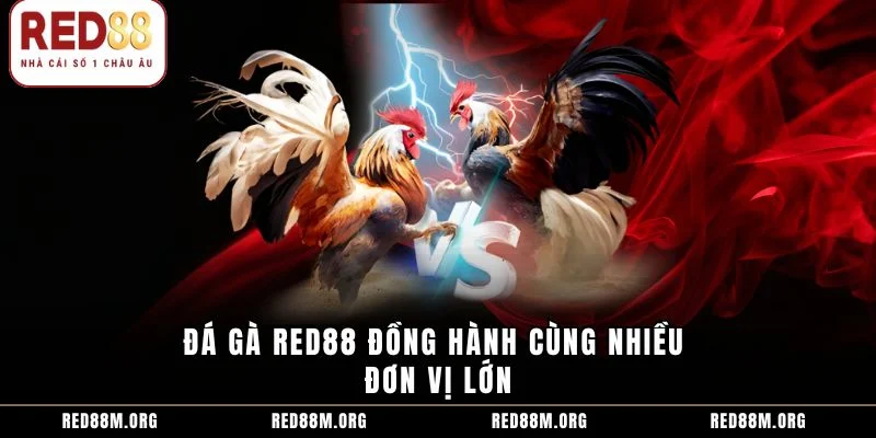 Đá gà Red88 đồng hành cùng nhiều đơn vị lớn