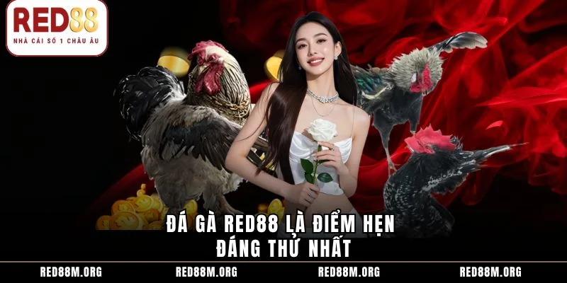Đá gà Red88 là điểm hẹn đáng thử nhất
