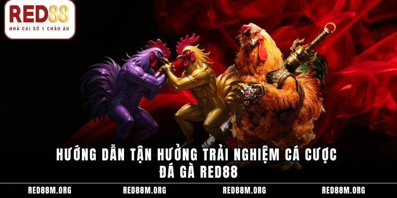 Hướng dẫn tận hưởng trải nghiệm cá cược đá gà Red88