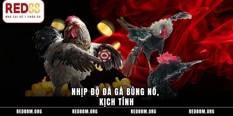 Nhịp độ đá gà bùng nổ, kịch tính